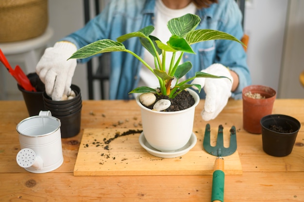 Eine glückliche junge schöne Frau, die zu Hause Freizeitaktivitäten im Garten genießt und entspannt