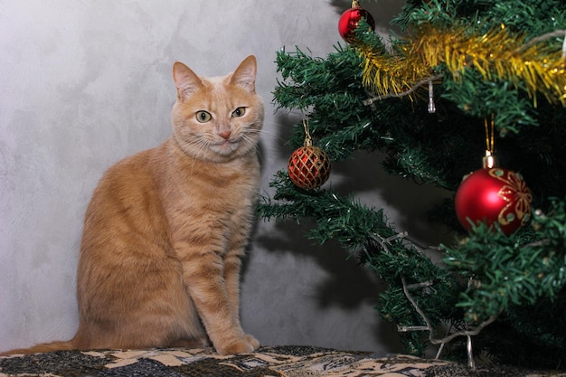 Eine glückliche lächelnde rote Katze nahe einem verzierten künstlichen Weihnachtsbaum. Frohes neues Jahr und Weihnachten. Haustiere während des Urlaubs.