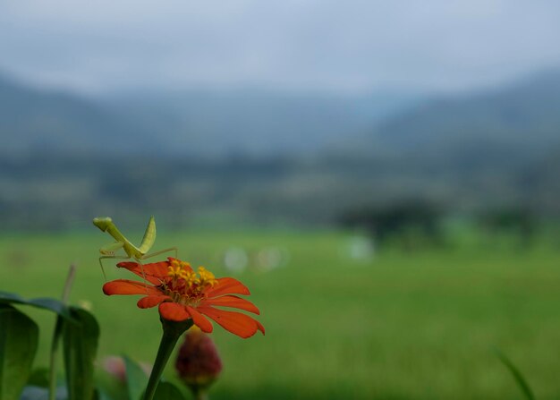 Eine Gottesanbeterin und eine Blume. Verschwommener grüner Hintergrund, selektiver Fokus