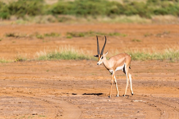 Eine Grant Gazelle steht mitten in der Graslandschaft Kenias