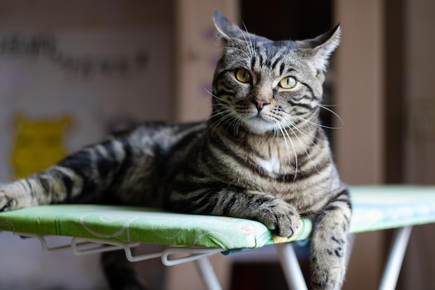 Eine grau gestreifte Katze schaut in die lustige Katze der Kamera