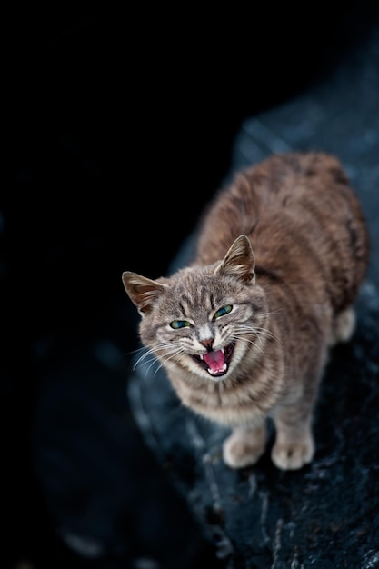 Eine grau gestreifte Katze sitzt auf den Felsen und miaut.