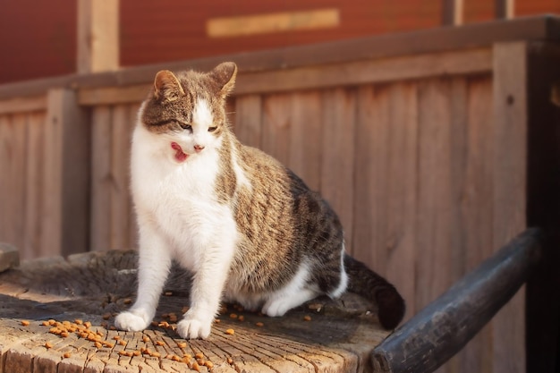 Eine grau-weiße Katze frisst Trockenfutter auf einem Baumstumpf Tierfütterung