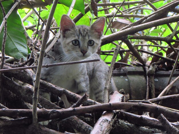 Eine grau-weiße Katze sitzt in einem Baum.