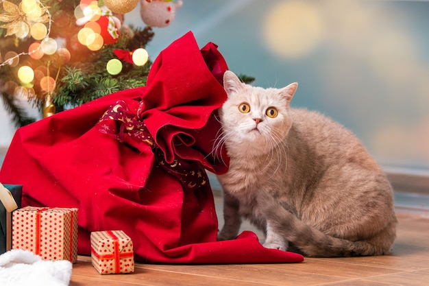 Eine graue britische Katze mit gelben Augen untersucht die Geschenkboxen unter dem Weihnachtsbaum im Wohnzimmer.