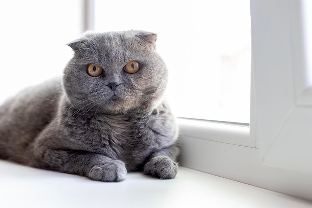 Eine graue britische Klappohrkatze mit schönen Augen sitzt auf der Fensterbank und schaut auf die Kamera