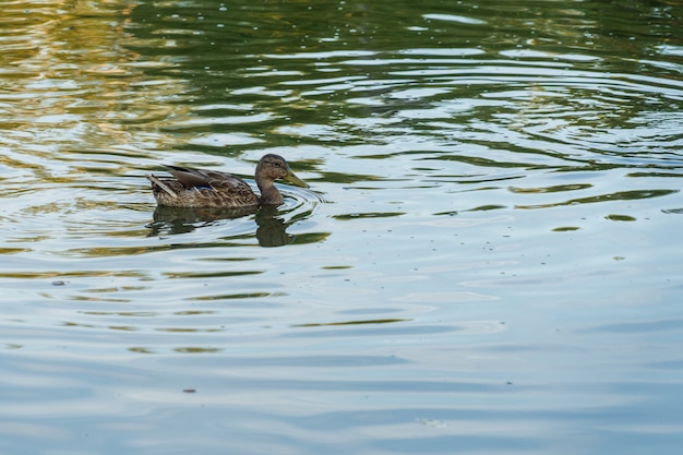 Eine graue Ente schwimmt in einem blauen See an einem sonnigen Tag im Sommer.