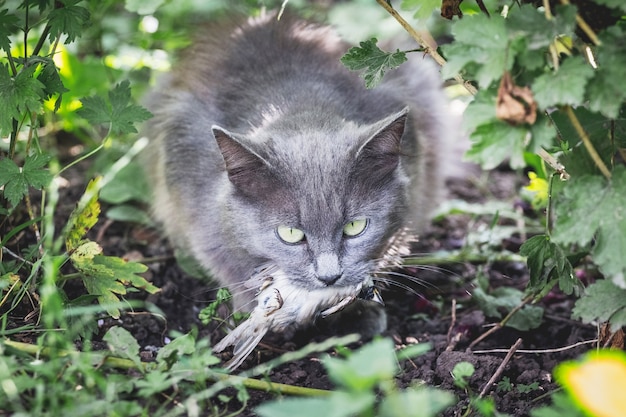 Eine graue, flauschige Katze fing einen Vogel