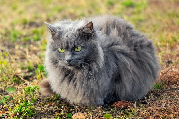 Eine graue, flauschige Katze sitzt bei sonnigem Wetter im Garten auf dem Gras