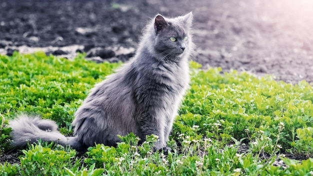 Eine graue, flauschige Katze sitzt bei sonnigem Wetter im Garten auf dem Gras