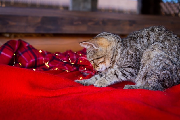 Eine graue Hauskatze sitzt zu Hause auf einer rot karierten Decke und spielt mit einer Girlande Vorbereitung auf weihnachtliche Feststimmung