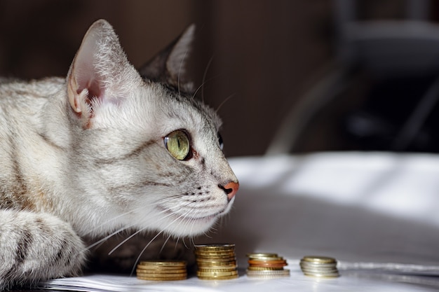 Eine graue Katze, die einen Stapel Münzen aufpasst. Konzeptbild, das vorschlägt, Geld zu sehen oder zu sparen. Eine reiche Katze.