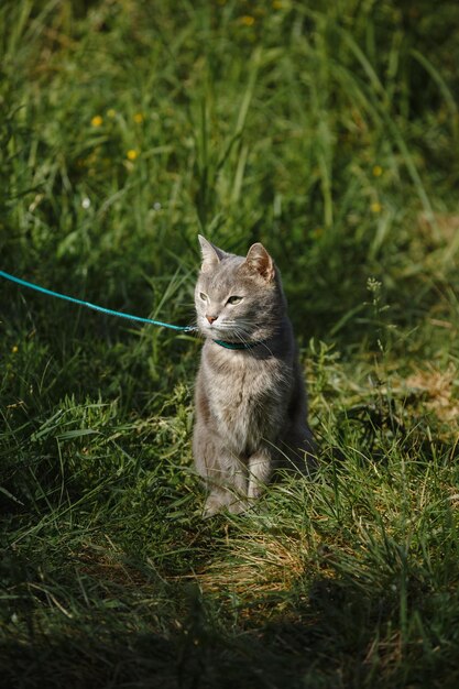 Foto eine graue katze im grünen gras