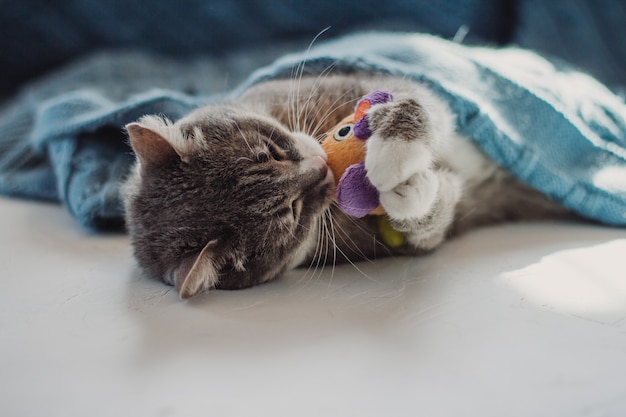 Eine graue Katze liegt unter einer blauen Decke und spielt mit einem Spielzeug.