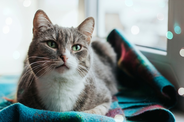 Eine graue katze mit grünen augen sitzt auf einem fensterbrett auf einem warmen wollschal