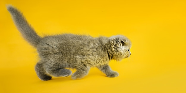 Eine graue Katze mit schönen Augen auf einem gelben