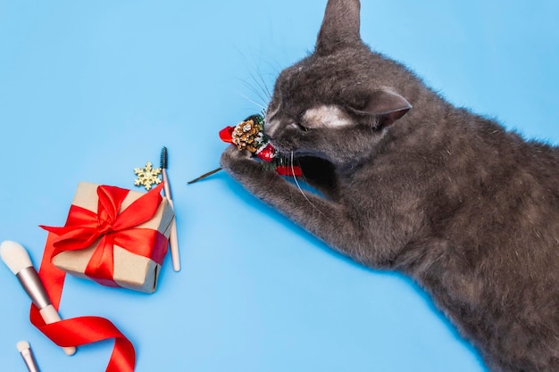 Eine graue Katze nagt an einem Weihnachtsbaumzweig neben einem Geschenkboxband und schminkt die Neujahrskarte für Weihnachten