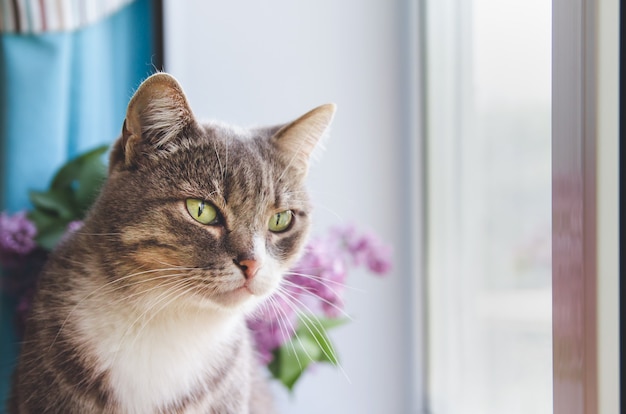 Eine graue Katze sitzt am Fenster. Die Katze schaut aus dem Fenster.