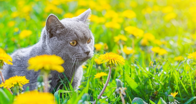 Eine graue Katze sitzt im Löwenzahn. Katze in den Blumen. Ein schönes Foto auf dem Cover eines Notizbuchs, Albums, Puzzles. Helles Foto einer Katze. Katze der britischen Rasse. Haustier für einen Spaziergang.