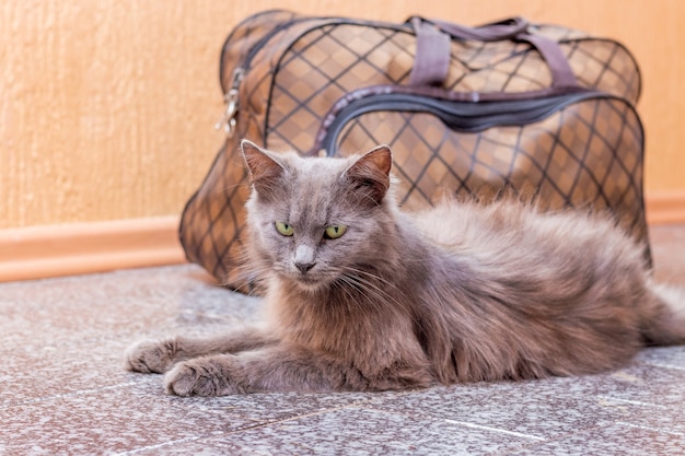 Eine graue Katze sitzt in der Nähe des Koffers. Warten auf den Zug am Bahnhof. Passagier mit Koffer auf Reisen