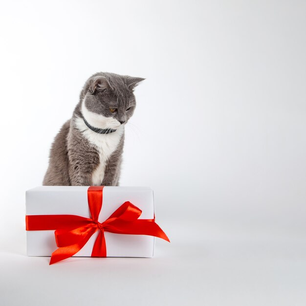 Eine graue Katze sitzt in der Nähe eines Geschenks mit rotem Band auf Weiß.