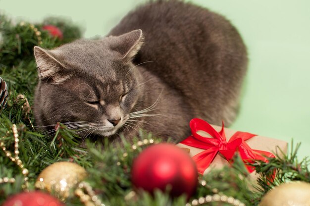 Eine graue Katze sitzt neben einem geschmückten Weihnachtsbaum und neben einem Weihnachtsgeschenk