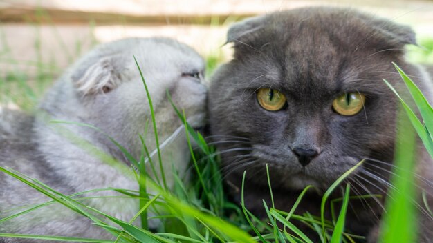 Eine graue Katze streichelt eine schwarze Katze, die auf dem grünen Gras liegt. Fertige Postkarte