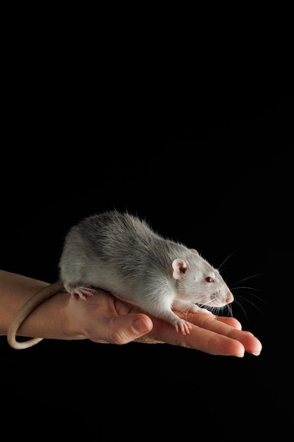 Eine graue Ratte sitzt auf der Handfläche Das Nagetier wurde gefangen Maus isoliert auf einem schwarzen Hintergrund Platz für Inschrift und Überschrift