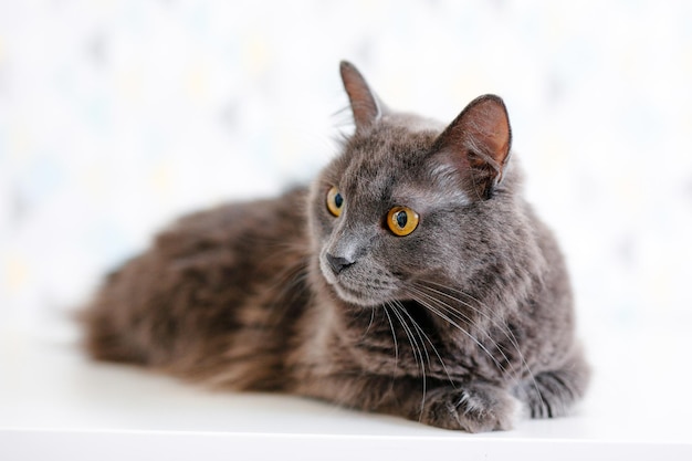 Eine graue, rauchige Maine Coon-Katze mit gelben Augen, die auf einem weißen Hintergrund liegt