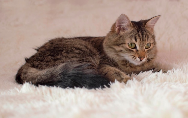 Eine graue Tabby-Katze, die zu Hause auf einem Bett auf einem flauschigen weißen Plaid schläft, Nahaufnahme Panoramablick Leerer Platz für Text