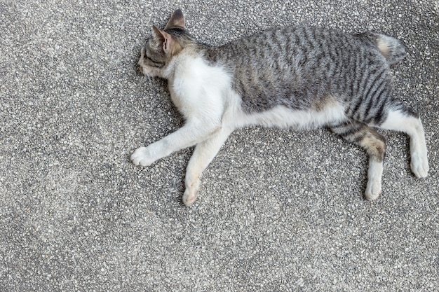 Eine graue und weiße Katze, die aus den Grund schläft