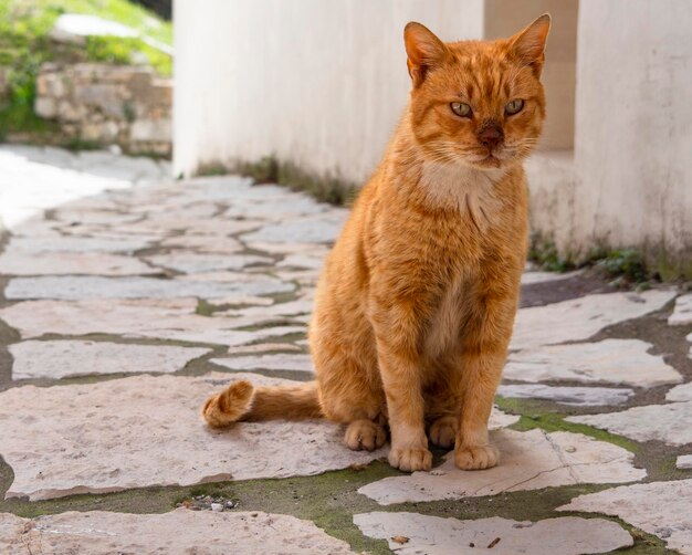 Eine griechische rote Katze geht die Straße eines griechischen Dorfes auf der Insel Evia Griechenland entlang