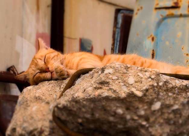 Eine griechische rote Katze geht die Straße eines griechischen Dorfes auf der Insel Skopelos Griechenland entlang
