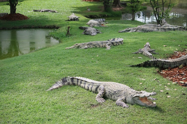 Eine große Alligatorüberquerung auf dem Gras