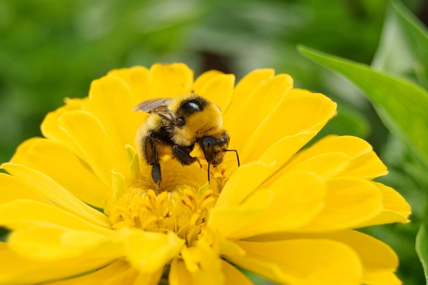 Eine große alte Hummel sammelt Pollen von einer gelben Cynia-Blume, Nahaufnahme, Hintergrund selektiver Fokus