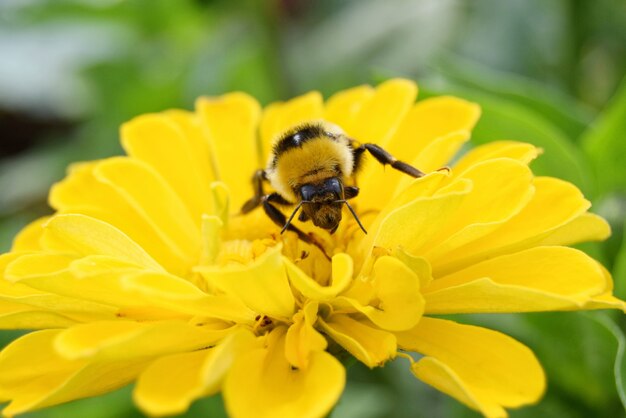 Eine große alte Hummel sammelt Pollen von gelben Zinnienblüten