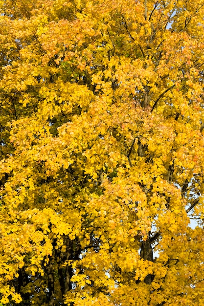 Eine große Anzahl gelber Bäume im Park, im Herbst um gelbe Ahornbäume mit viel Laub