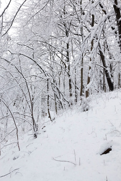 Eine große Anzahl kahler Laubbäume in der Wintersaison, die Bäume sind nach Frösten und Schneefällen mit Schnee bedeckt, Schneeverwehungen im Park oder Winterwald, es werden Fußspuren im Schnee sein