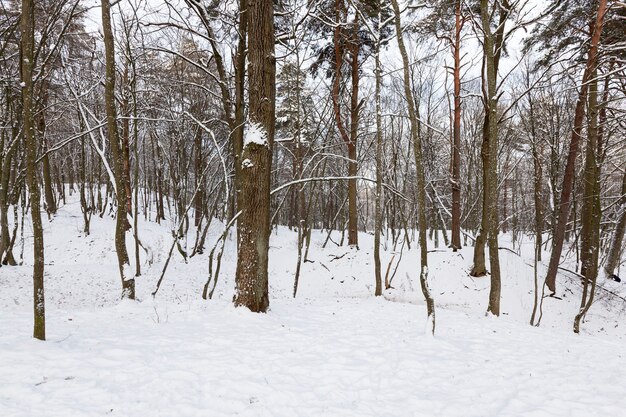 Eine große Anzahl kahler Laubbäume in der Wintersaison, die Bäume sind nach Frösten und Schneefällen mit Schnee bedeckt, Schneeverwehungen im Park oder Winterwald, es werden Fußspuren im Schnee sein