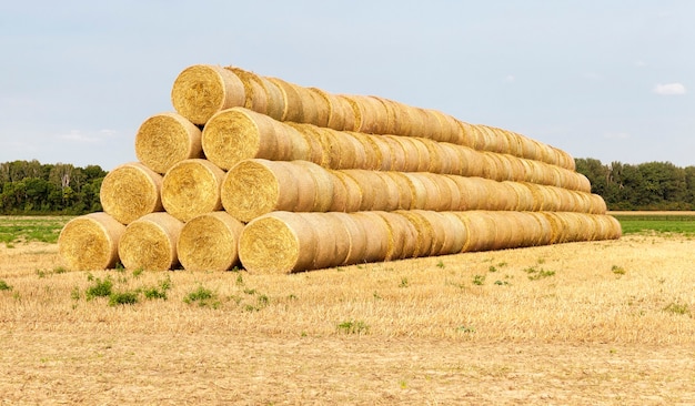 Eine große Anzahl von auf dem Feld liegenden zylindrischen Stapeln wird für den Winter zu einer großen Lagerstruktur zusammengefasst