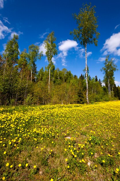 Eine große Anzahl von gelben Löwenzahn fotografiert in der Frühjahrssaison