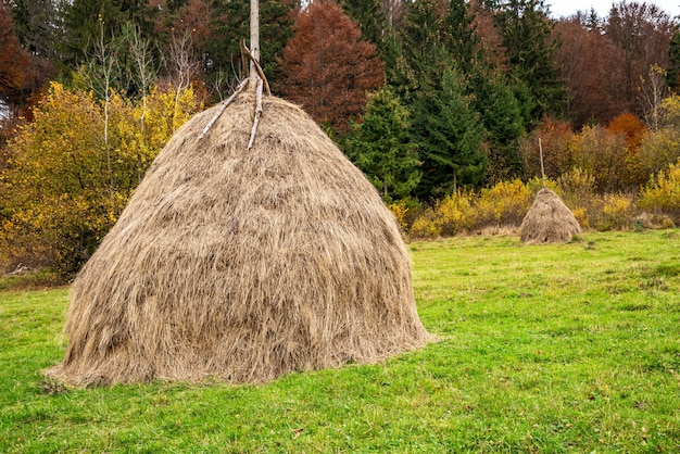 Eine große Anzahl von Heuhaufen auf einer grünen Wiese bei bewölktem Wetter