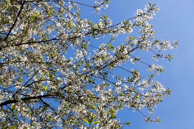 Eine große Anzahl von Kirschzweigen mit Frühlingsblütenständen aus weißen Blüten, ein Foto einer großen Palette bei klarem, sonnigem Wetter,