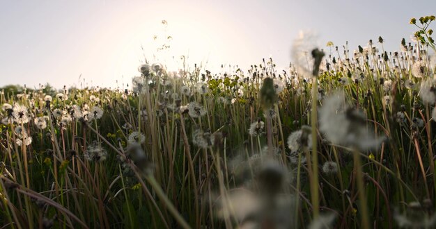 Foto eine große anzahl von weißen löwenblumen bei sonnenuntergang