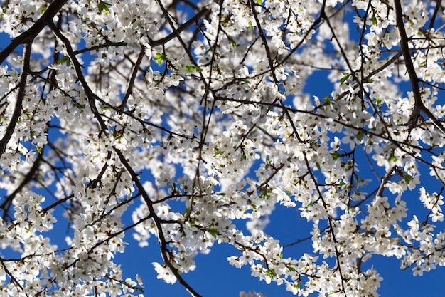 Eine große Anzahl weißer Blüten auf den Zweigen der Kirsche in Erwartung einer neuen Ernte