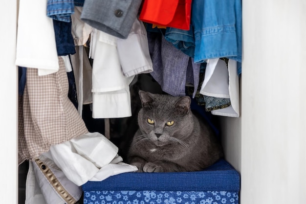 Eine große britische Katze sitzt mit Kleidung in einem Schrank.