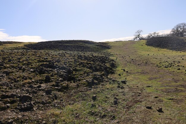 Foto eine große felswand hat einen baum drauf