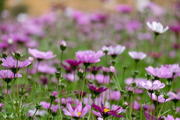 Eine große Fläche von Gesangsblumen hat sich geöffnet