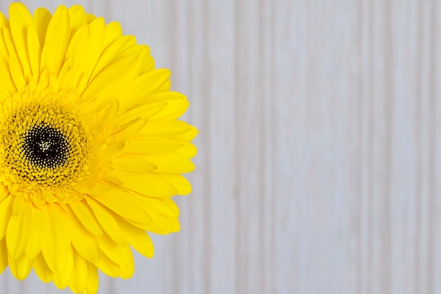 Eine große gelbe Blume auf hellem Hintergrund schließen oben