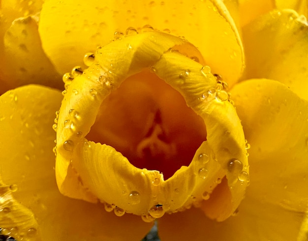 Eine große gelbe Blume eine blühende Tulpe
